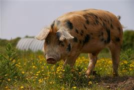 Slade Farm Organics Farm Shop