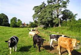 Adsdean Farm Shop