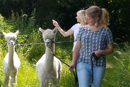 Hilly Ridge Alpacas