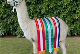 Hilly Ridge Alpacas