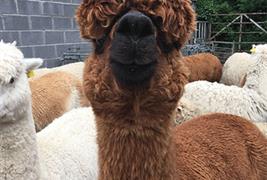 Penrhallt Alpacas