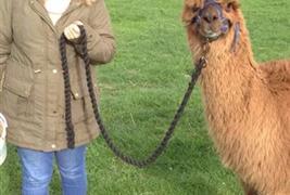 Penrhallt Alpacas