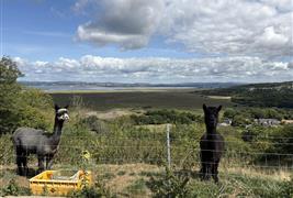 Penrhallt Alpacas