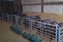 Cosy Calf