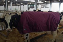 Cosy Calf