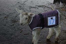 Cosy Calf