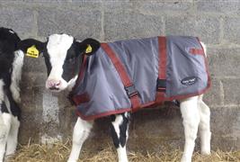 Cosy Calf