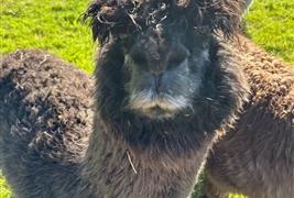 Mayfield Alpacas