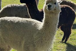 Mayfield Alpacas