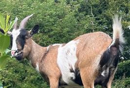 Mayfield Alpacas