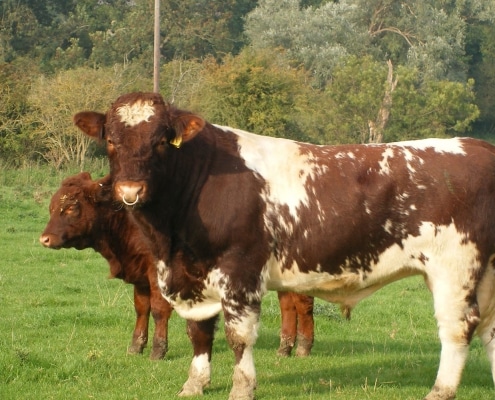 Browns of Stagsden