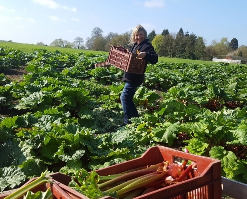 Calcott Hall Farm