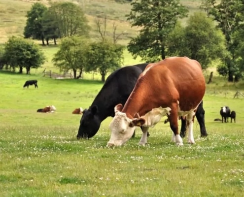 Fordhall Farm Shop