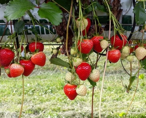 Hooton's Homegrown