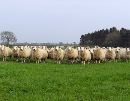 The Organic Farm Shop