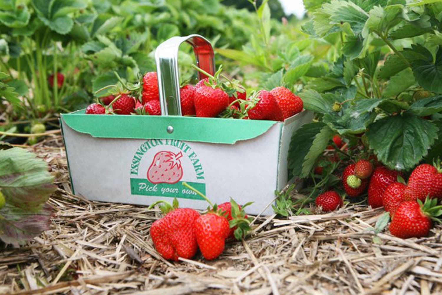 Essington Fruit Farm Shop
