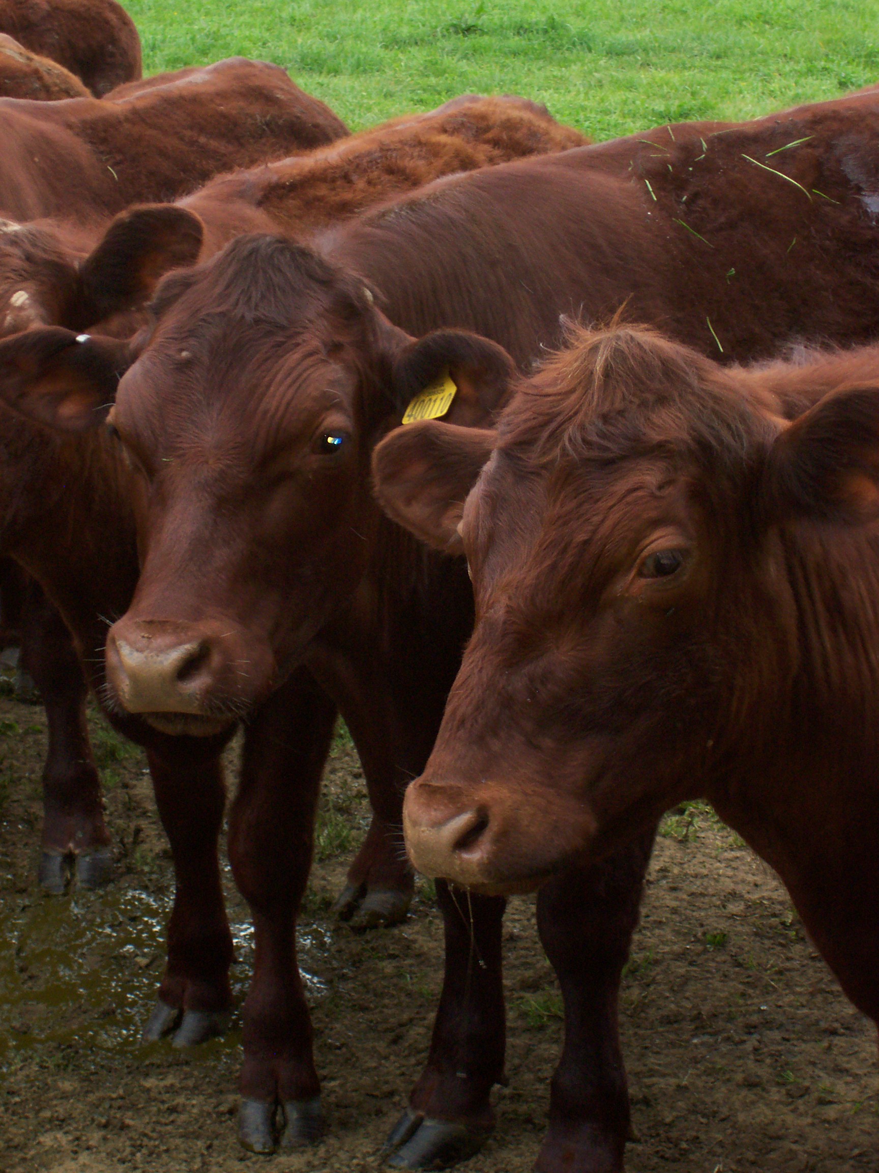 The Humane Slaughter Association