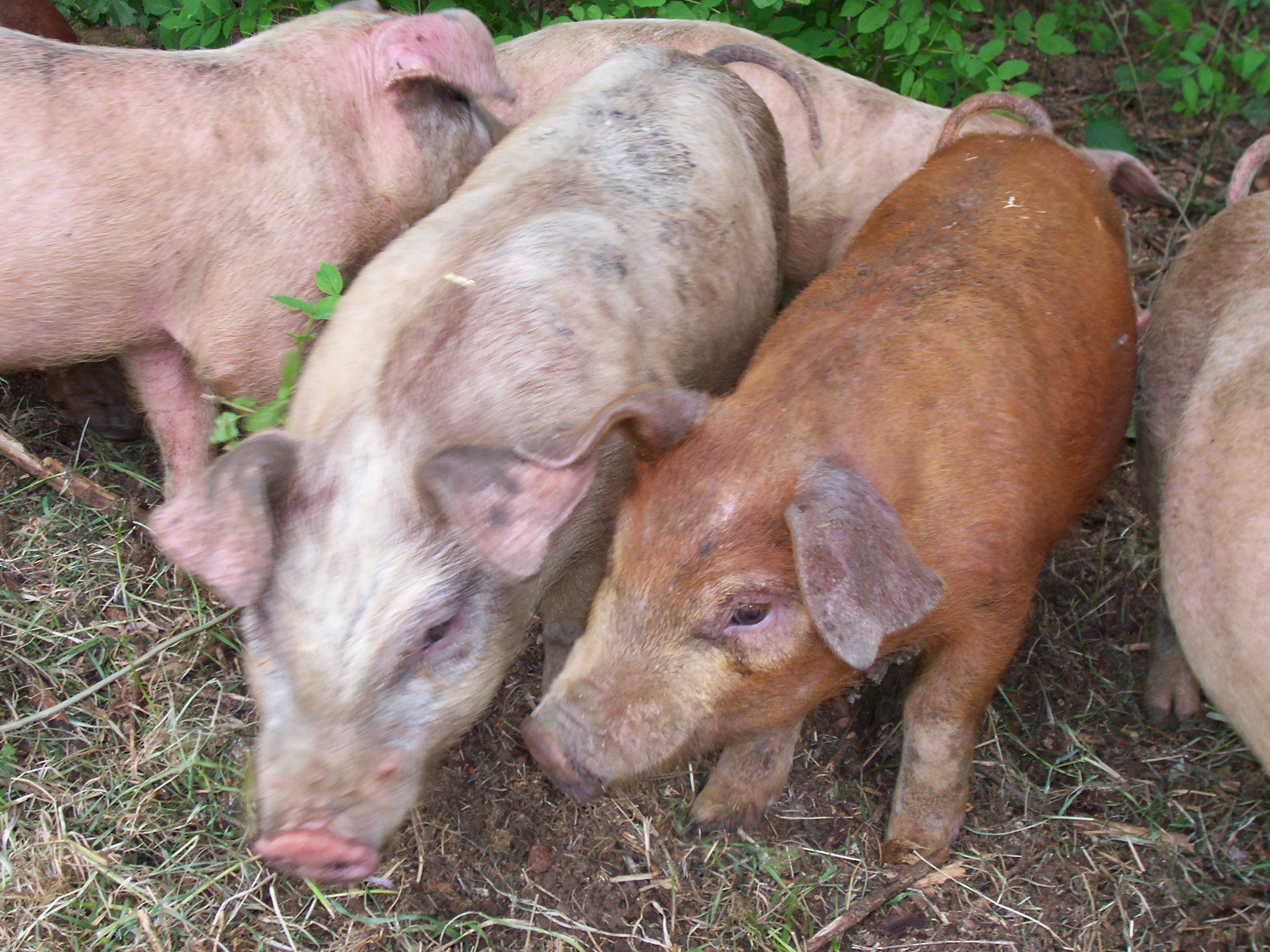 The Humane Slaughter Association