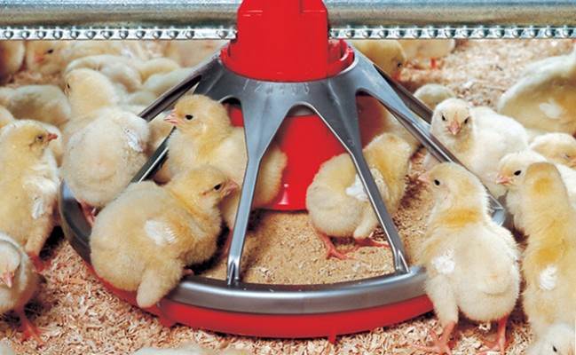 Country Fresh Pullets