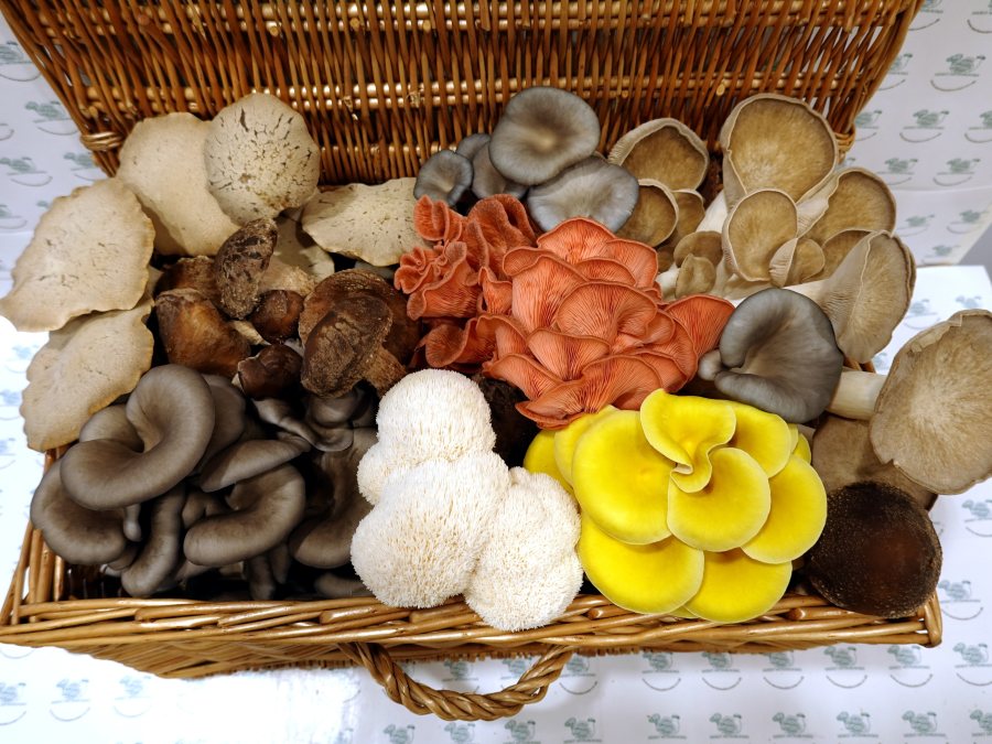 Merit Mushrooms