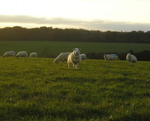 Beechcroft Farm Shop & Tea Barn
