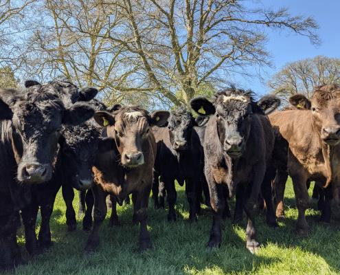 Browns at Park Farm