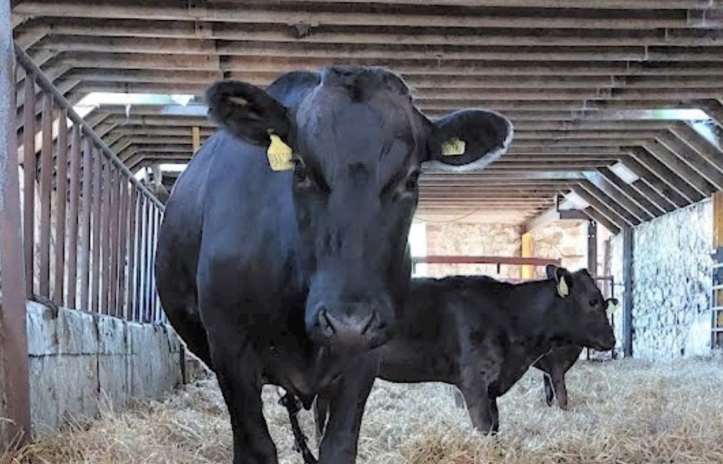 Asqu Farm Shop