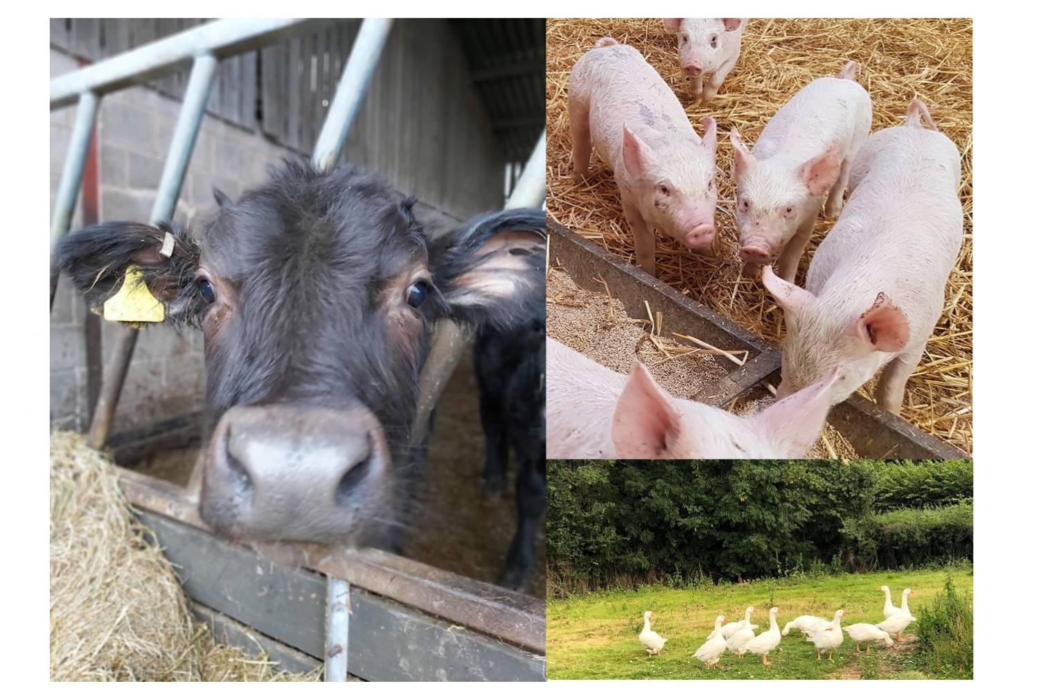 Frocester Fayre Farm Shop