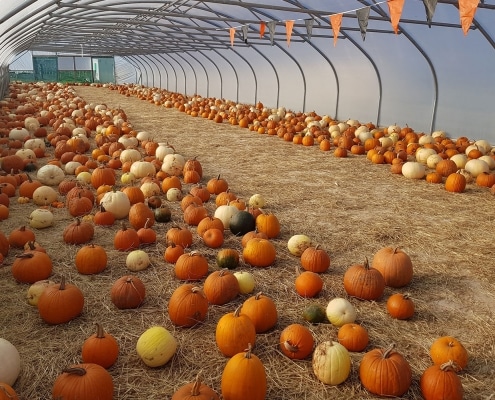 Manor Farm Fruits