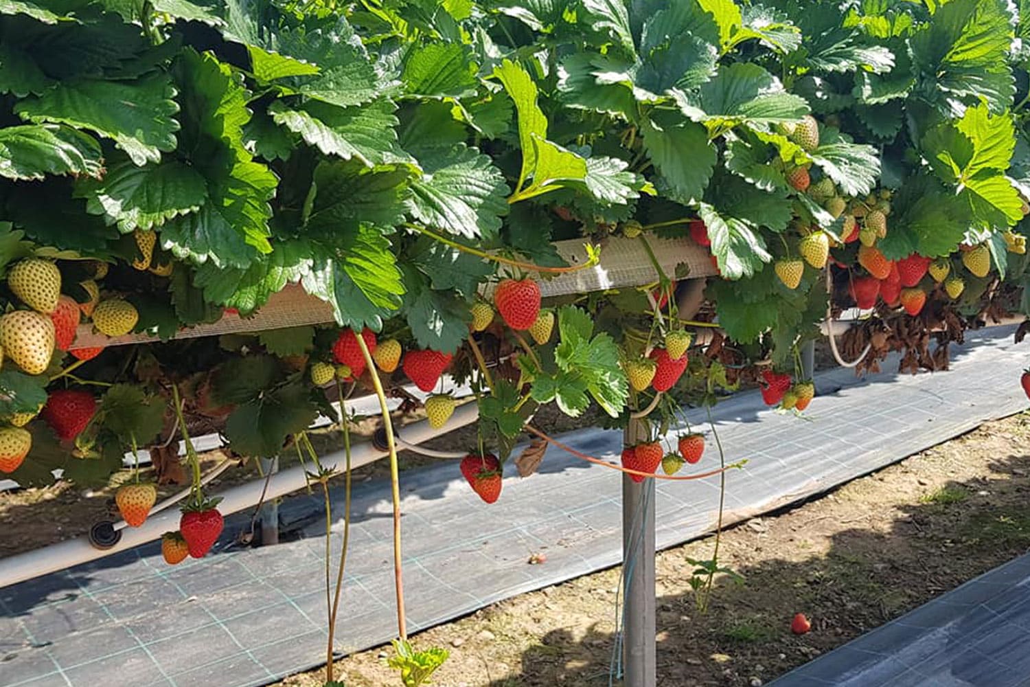 Manor Farm Fruits