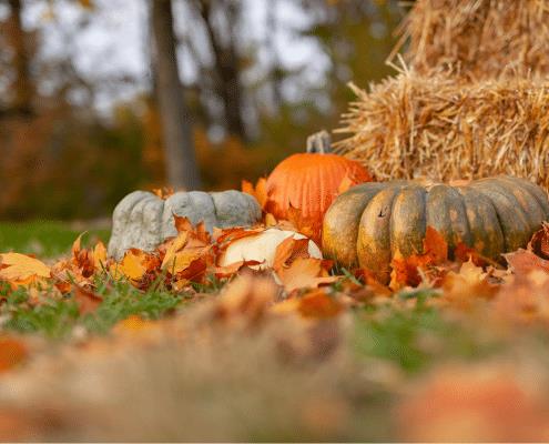 Sandy Bottom Pumpkins