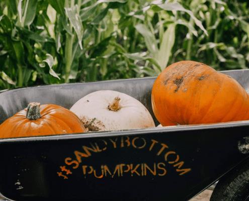 Sandy Bottom Pumpkins