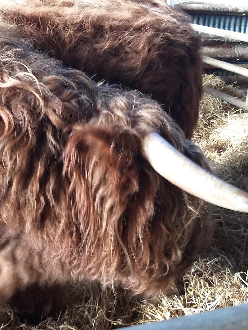 Aberdeenshire Highland Beef