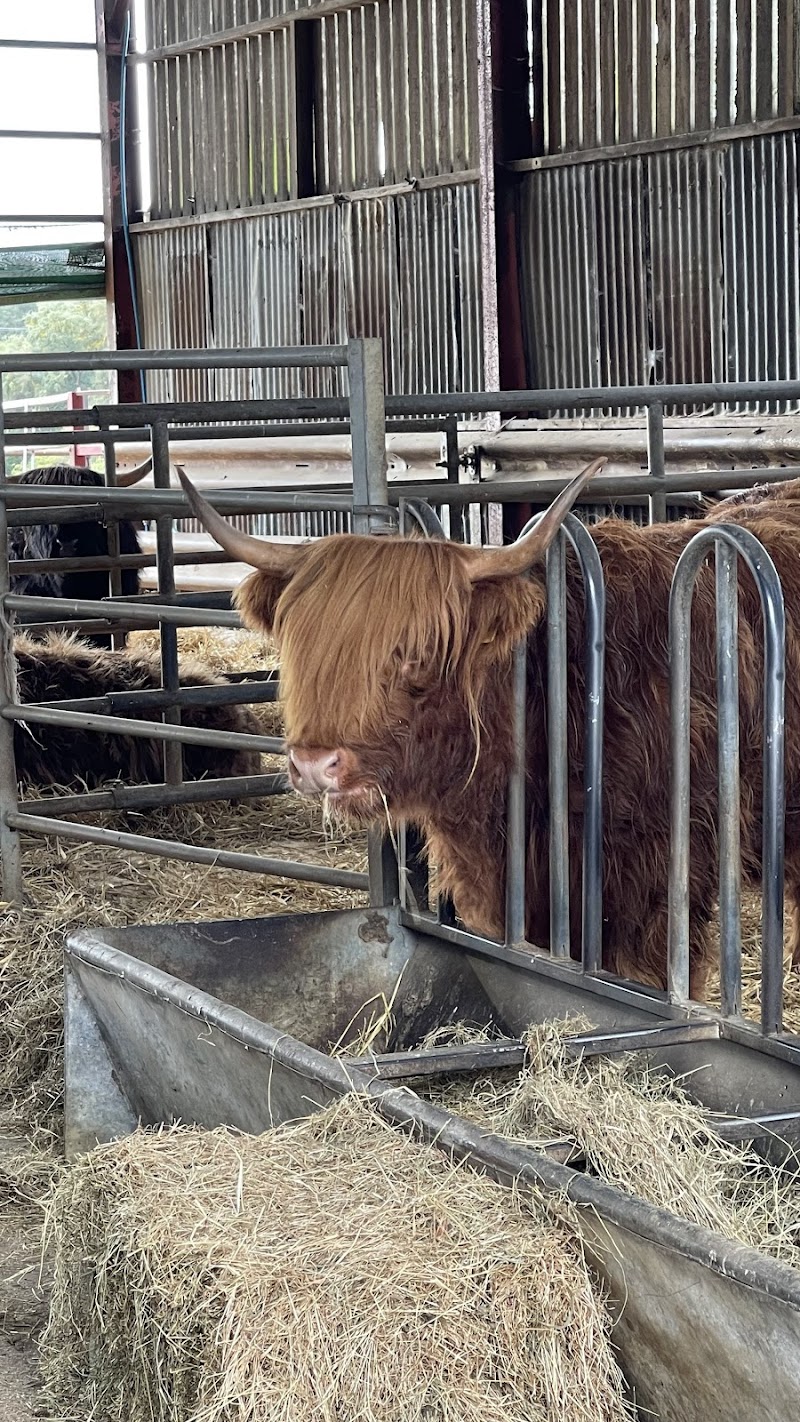 Aberdeenshire Highland Beef