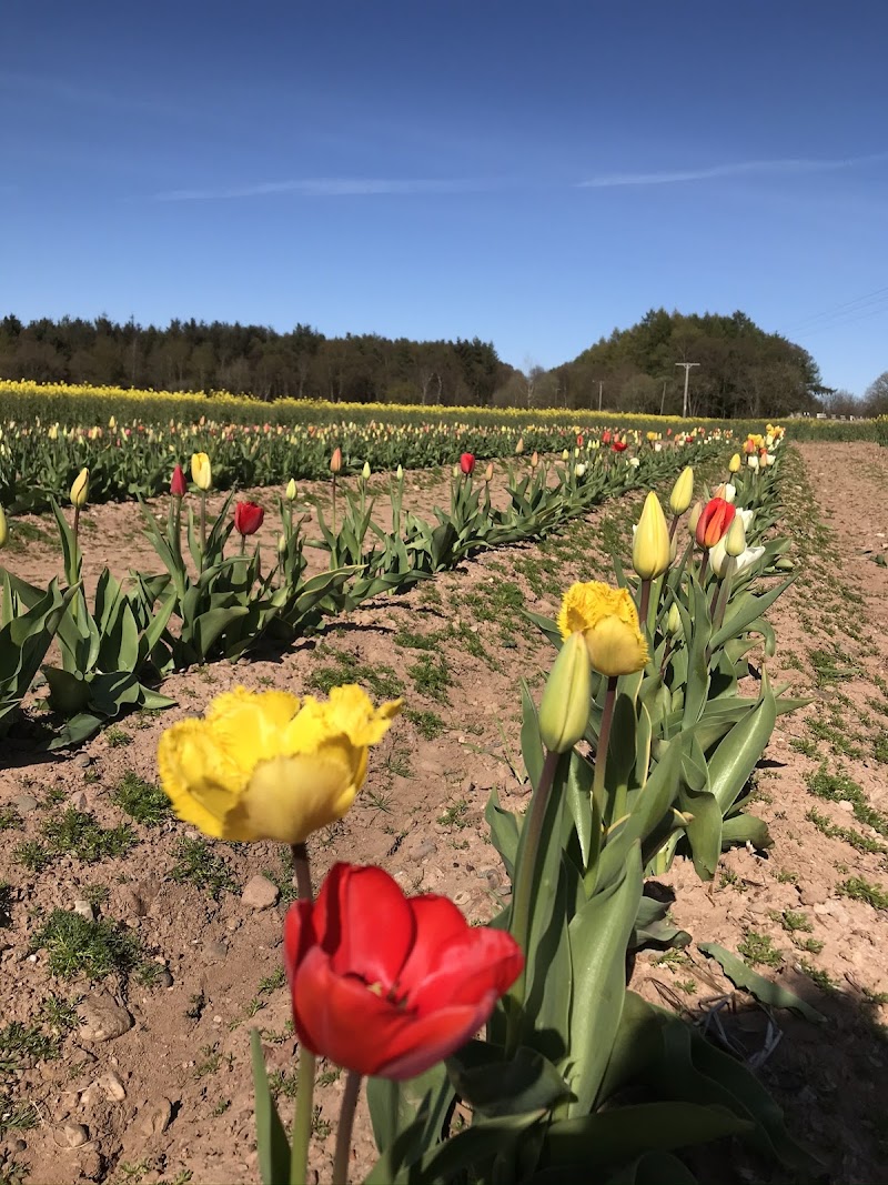 The Flower Field