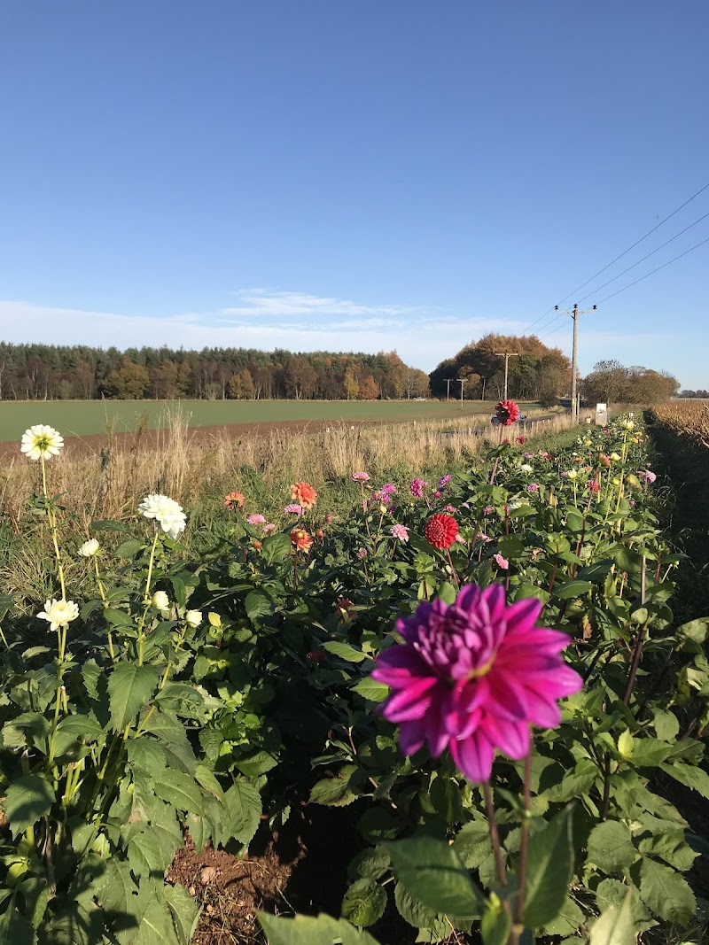 The Flower Field