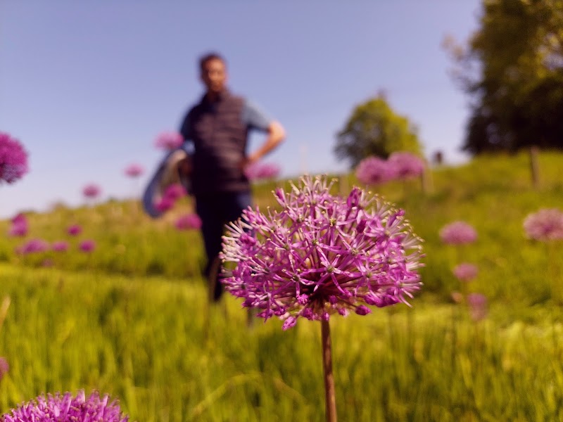 The Flower Field