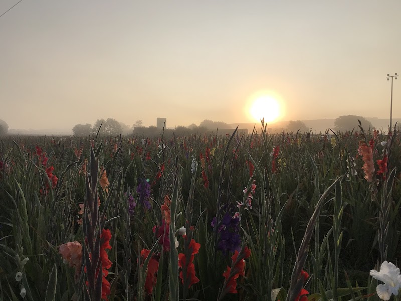 The Flower Field