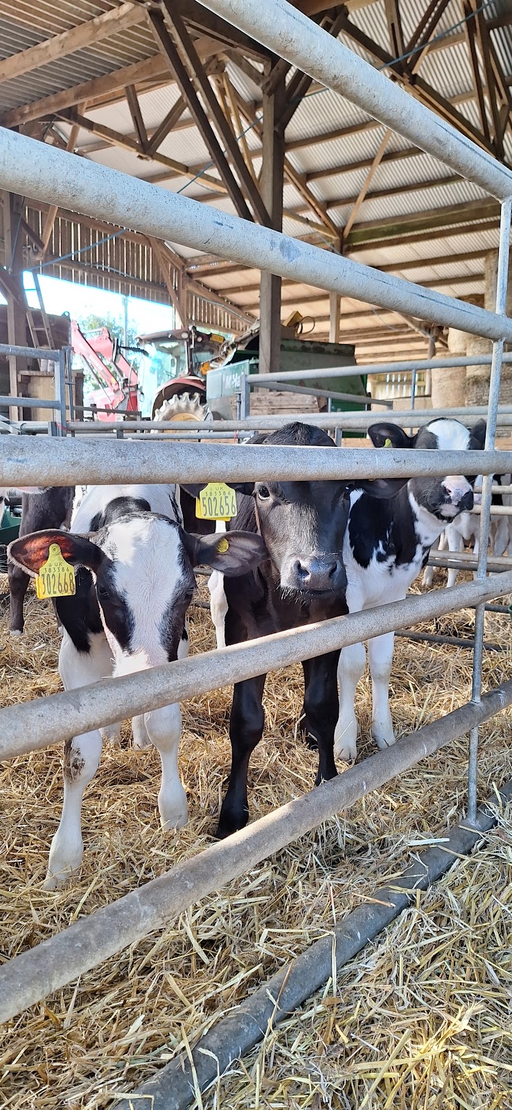 Treleague Dairy