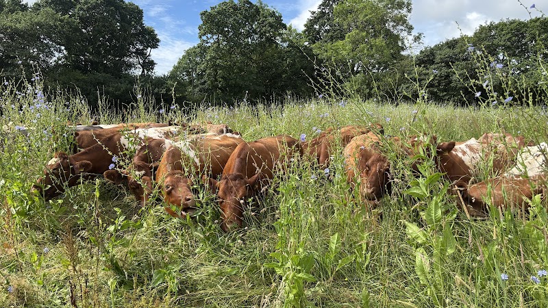 Treway Farm Cornish Turkeys and Pastured Beef