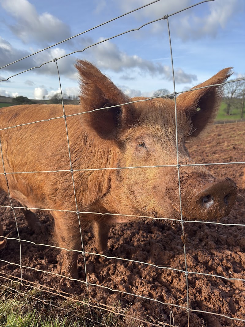 Daynes Farm Shop