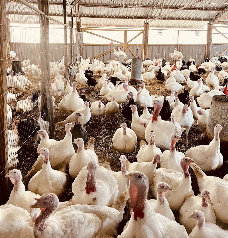 The Oaks Poultry Farm (Farm Shop)
