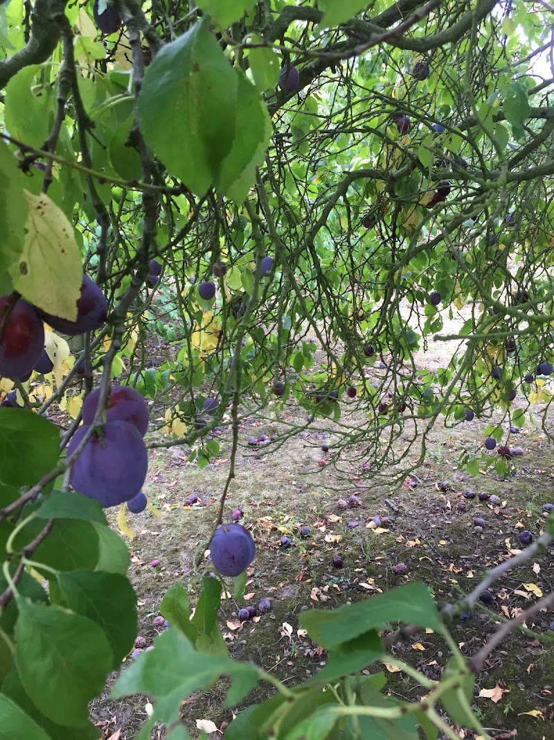 Park Fruit Farm