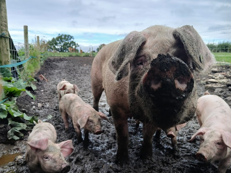 Yew Tree Farm Bristol