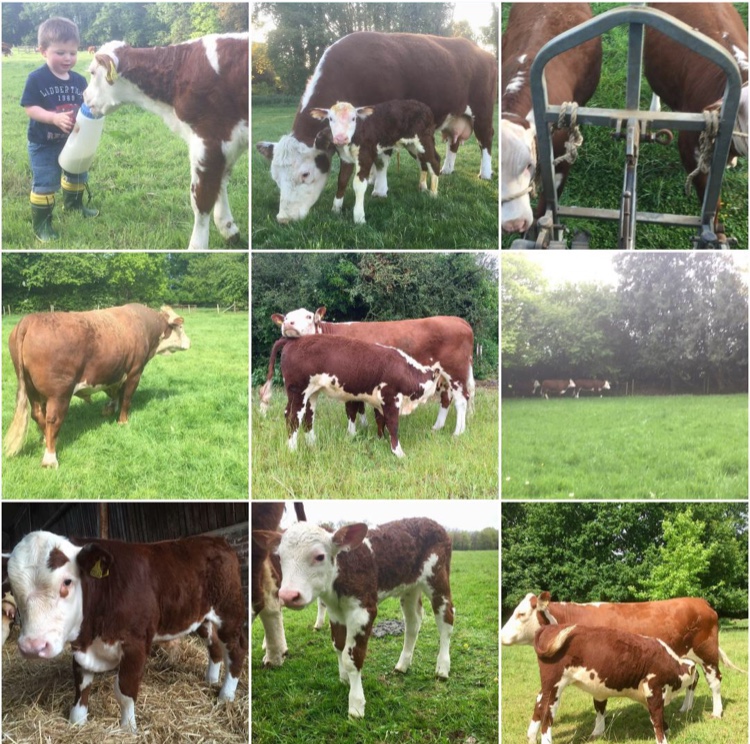Eves Hill Farm Shop, Campsite & Glamping and Secure Dog Field