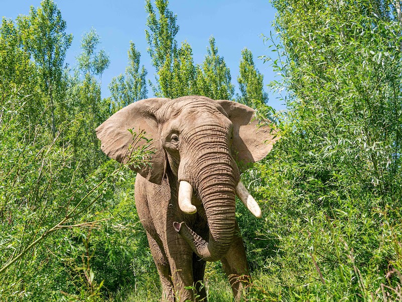 Noah's Ark Zoo Farm