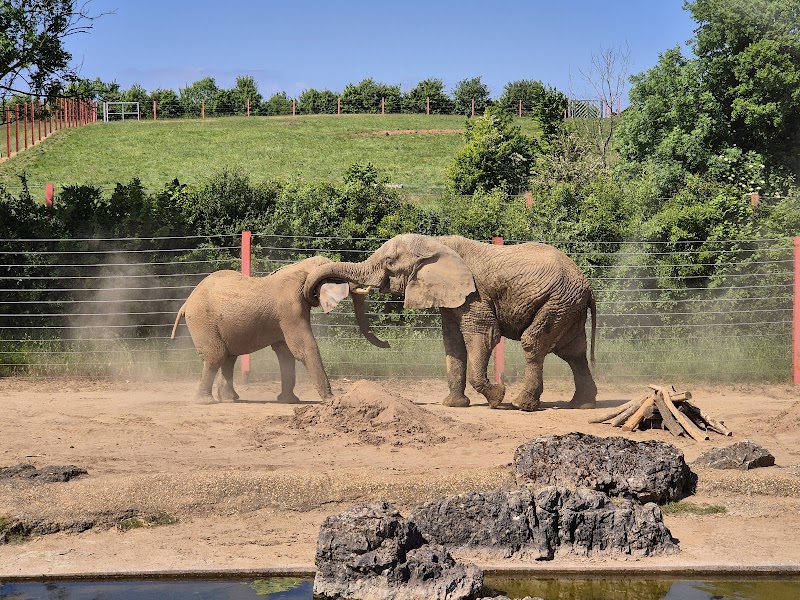 Noah's Ark Zoo Farm