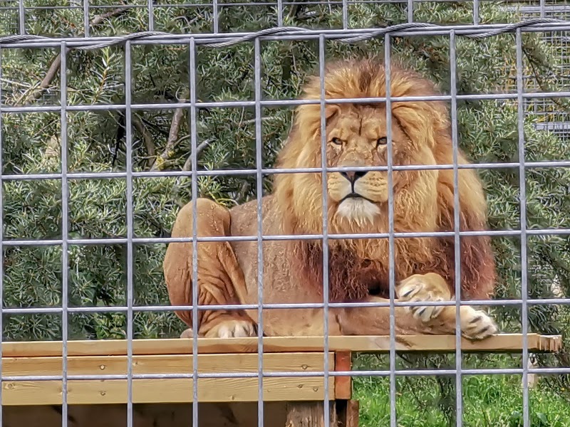 Noah's Ark Zoo Farm