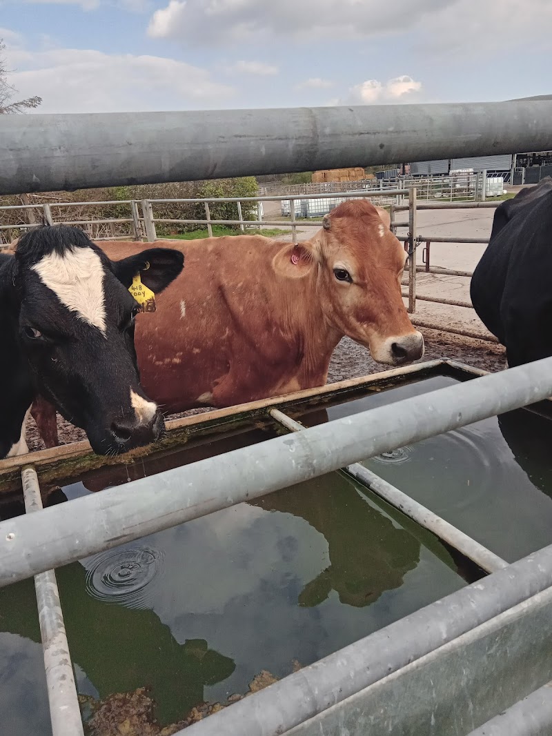Bays Leap Dairy Farm