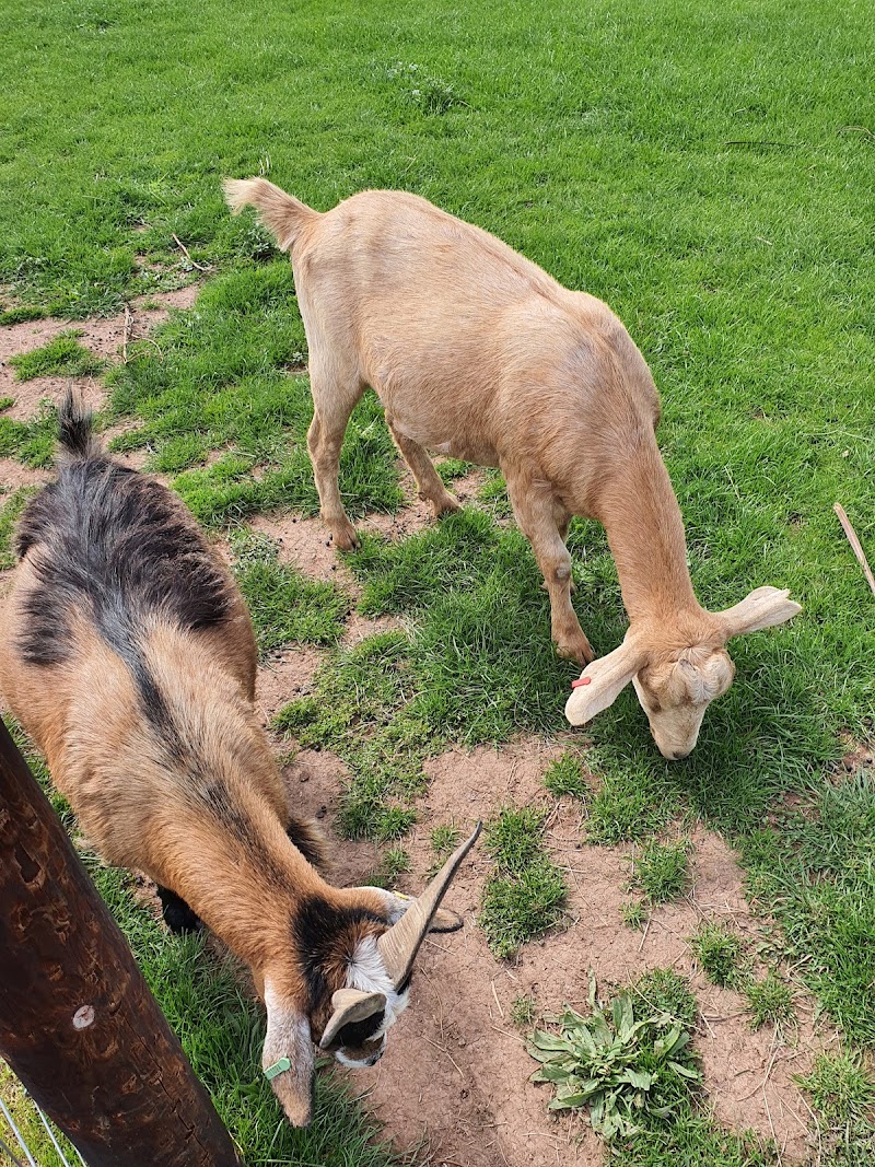 Doniford Farm Park